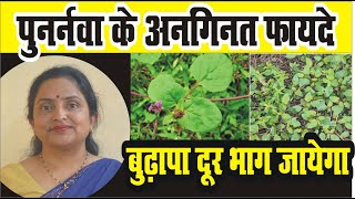 पुनर्नवा के अनगिनत फायदे  Amazing Benefits of Punarnava  Himan Ayurveda [upl. by Phedra585]