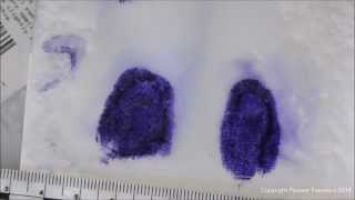 LeucoCrystal Violet Forensic Applications [upl. by Yadnil]