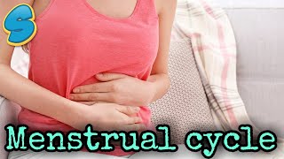 Menstrual cycle በአማርኛ [upl. by Ellyn]