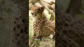 Cheetahs  Acinonyx jubatus [upl. by Sirref]