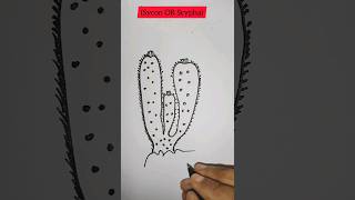 how to draw SyconScypha diagram easy stepshorts diagram viral drawing dailylearn [upl. by Zuleika]