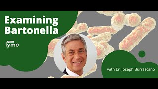 Examining Bartonella [upl. by Sibelle]