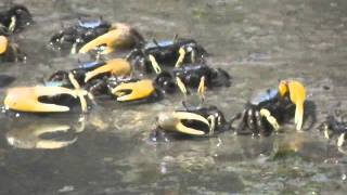 Fiddler Crabs  Cosey Beach Ave East Haven CT [upl. by Mommy]