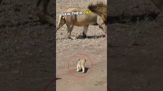 💛Cubs meet dad lion for 1st time🥰 lion cubs animals shorts [upl. by Poppas]