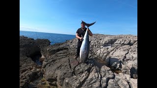 59 KG TUNA LANDBASED WITH SHORE JIGGING TACKLE [upl. by Ennaharas]