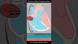 Pathway of Blood Through the Heart  Amoeba Sisters Shorts biology circulatorysystem [upl. by Rebmetpes]