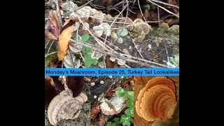 Mondays Mushroom Episode 25 Turkey Tail Lookalikes [upl. by Akeimahs]