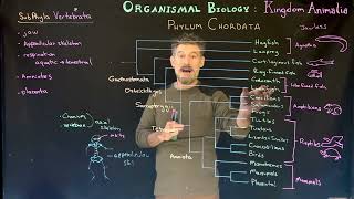 Subphylum Vertebrata Overview [upl. by Eirrot]
