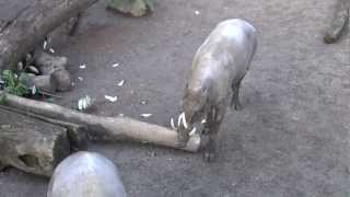 Babirusa Pig  Oregon Zoo [upl. by Zennie697]