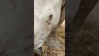 Incredible Facts About Rhinos  Discover These Majestic Giants [upl. by Edia]