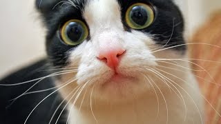 Funny Viral Cat Videos Compilation Of All Time Part 1 [upl. by Madalyn]