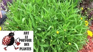 Tuto Jardinage coréopsis Comment faire la Taille et entretien Plantes vivaces [upl. by Daniel]