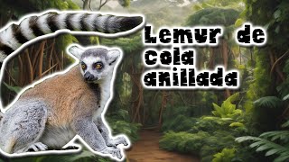 El Lémur de Cola Anillada El Lémur más Carismático – documental de animales [upl. by Hauck]