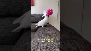 What Makes Cockatoo So Special 😍 [upl. by Agnimod520]