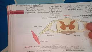 Reflex Arc Physiology ⚕️🤍 mbbs knowledge neetpg shorts physiology trending exam [upl. by Letsyrhc]