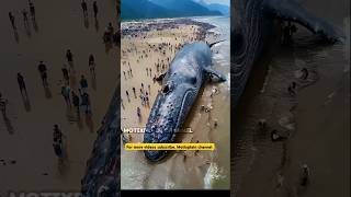 😯Whale Fish After Death  Malayalam  facts shortvideo viralshorts trending shortsfeed shorts [upl. by Polak]