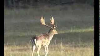 franz Albrecht Oettingen Wildschweinfieber HuntingFieber [upl. by Handler]