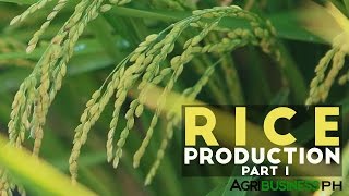 Rice Production Part 1  Rice Production in the Philippines  Agribusiness Philippines [upl. by Oigres875]