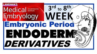 Langman Chapter06PartIII  ENDODERM Derivatives  Embryonic Period 3rd to 8th Week [upl. by Iney]