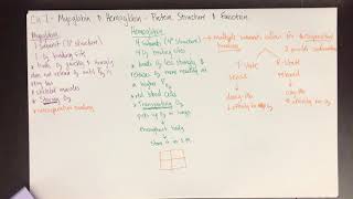 Chem 375  Ch 7 Protein Structure amp Function myoglobin amp hemoglobin [upl. by Birk391]