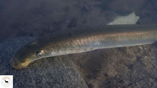 Lamprey – No Paired Fins Jawless And Scaleless Fish [upl. by Nairb]