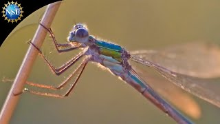 Dragonflies Prove to be Top Gun  Science Nation [upl. by Breed]