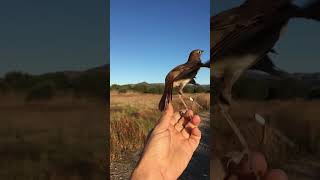 Liberando RUISEÑORES COMUNES en el Marjal dels Moros Sagunto  Anillamiento de aves 🐦  shorts [upl. by Eveineg942]