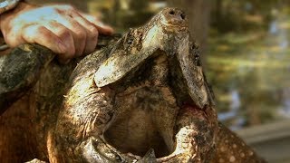 Snapping Turtle is a Fishs Worst Nightmare  Deadly 60  Earth Unplugged [upl. by Lacsap]