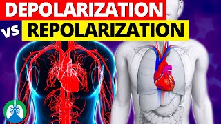 Depolarization vs Repolarization of the Heart EXPLAINED [upl. by Ruffi]