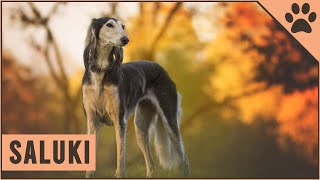 Saluki Información De Raza De Perro  Perros Mundo [upl. by Atsirt655]