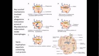 Mycobacterium tuberculosis infection and diseases [upl. by Ycak]