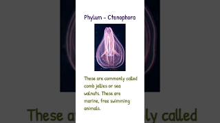 Phylum  Ctenophora shorts [upl. by Arella587]