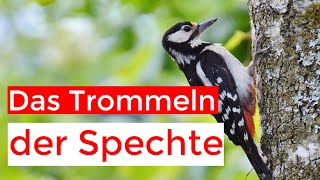 Spechte an Trommeln Gesängen und Rufen erkennen [upl. by Stanislaw376]