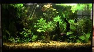 29 Gallon Planted Aquarium [upl. by Verbenia853]