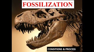 FossilizationConditions and Process Paleontology [upl. by Desta]