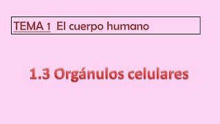 13 ORGÁNULOS PEQUEÑOS [upl. by Eenrahc]