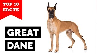 Great Dane  Top 10 Facts [upl. by Ern430]