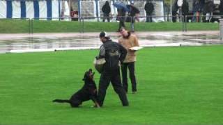 Schutzdienst  Deutsche Meisterschaft Friedhelm Klevenz mit Silvan v H Hohmann [upl. by Brenda]