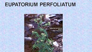 EUPATORIUM PERFOLIATUM  ΑΝΤΙΜΕΤΩΠΙΣΗ ΟΞΕΩΝ ΚΑΤΑΣΤΑΣΕΩΝ ΜΕ ΟΜΟΙΟΠΑΘΗΤΙΚΗ [upl. by Etolas]