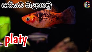 Platy fish CARE in Sinhala [upl. by Carmela552]