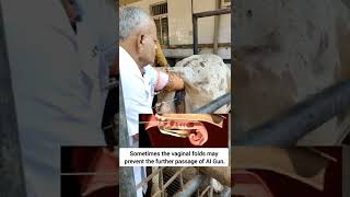 how to do artificial insemination in cow stepbystep explained  prof GNP [upl. by Lolly]