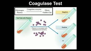 Microbiology Coagulase Test [upl. by Elegna]