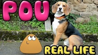 Pou in real life [upl. by Chilson]