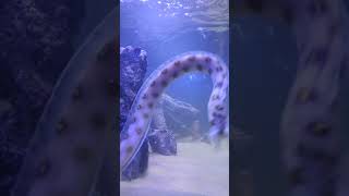 Feeding our Gold Spotted Snake Eels eel eels aquarium [upl. by Alabaster]