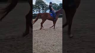 dressage lesson 23 of 2024✨🐎🫶🏻 capcut dressage equestrian horseriding equestrianvibes [upl. by Hcirdla]