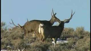 Big Mule Deer Bucks [upl. by Noirod]