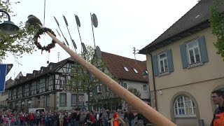 Maibaumaufstellen in EberdingenHochdorf 2016 [upl. by Yrian884]