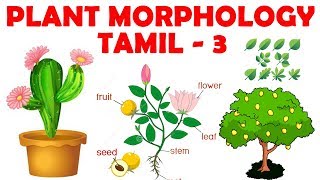 Plant Morphology in Tamil 3  Root Modifications  Rajus Biology [upl. by Divad]