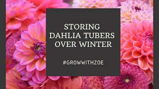 Storing Dahlia Tubers Over Winter [upl. by Atul]