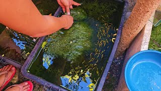 How To Setup The Perfect Natural KeepingBreeding Tub For Guppies Mollies Swordtail Platys etc [upl. by Algar]